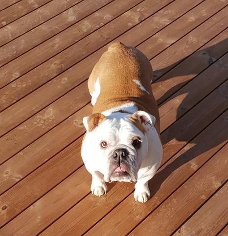 Lame terrasse Thermopin 4200x120x26 mm - GRAD